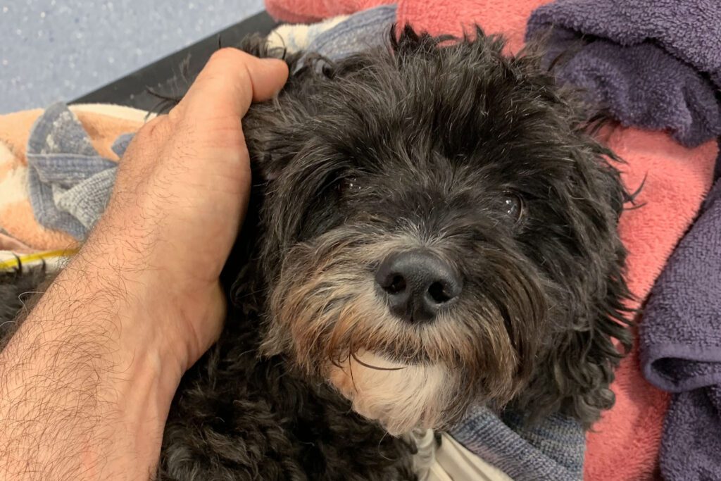 Close up of Maisie