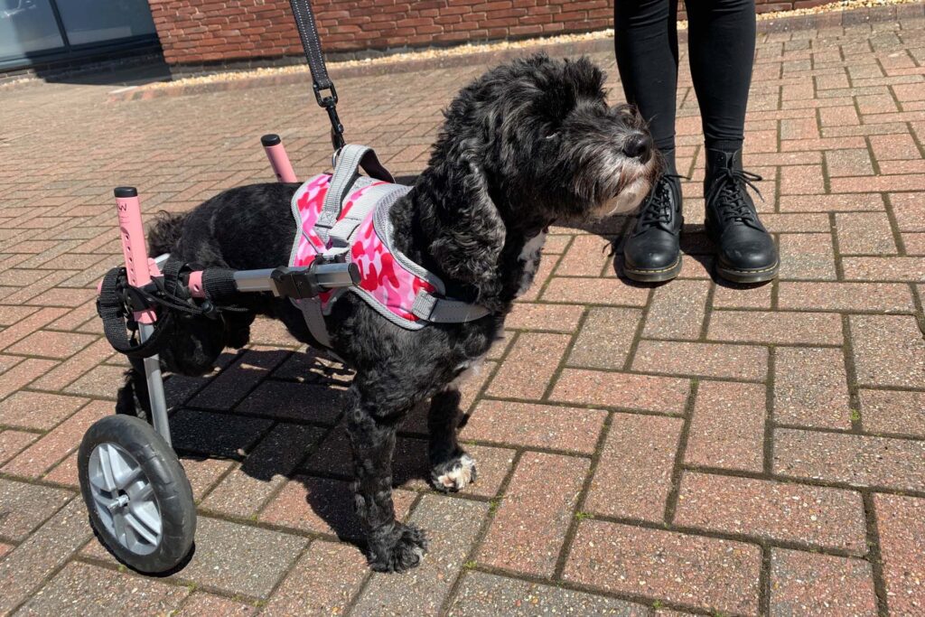 A black dog paralysed in hind limbs fitted with mobility wheels
