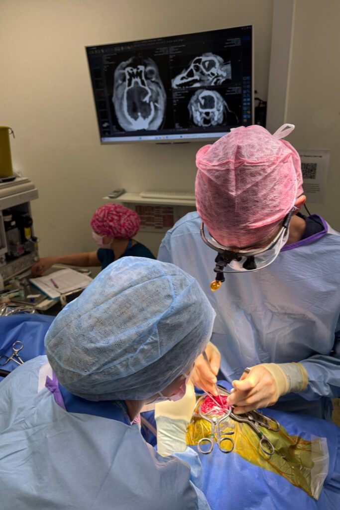 Neurologist Dr Marc Pérez Soteras in theatre carrying out brain surgery on a dog