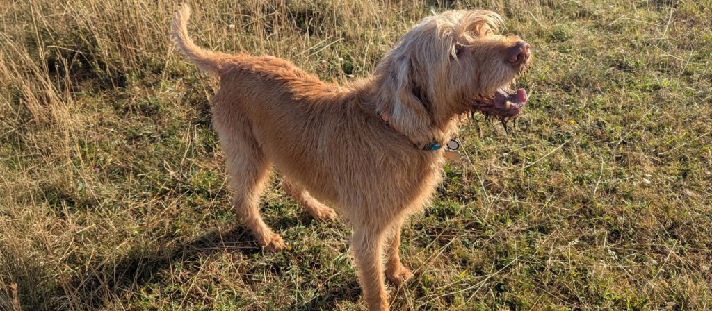 Hungarian Vizsla walking in a grass field