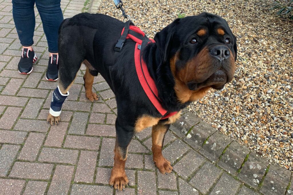 Rottweiller outside after total ankle replacement surgery