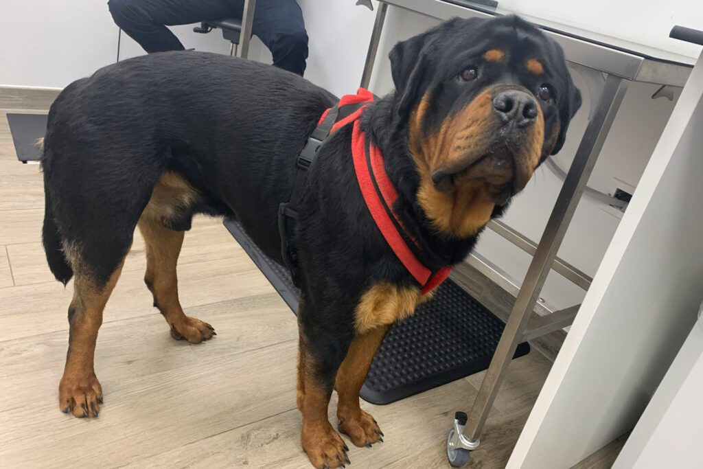 Rottweiler standing in a vet consultation room