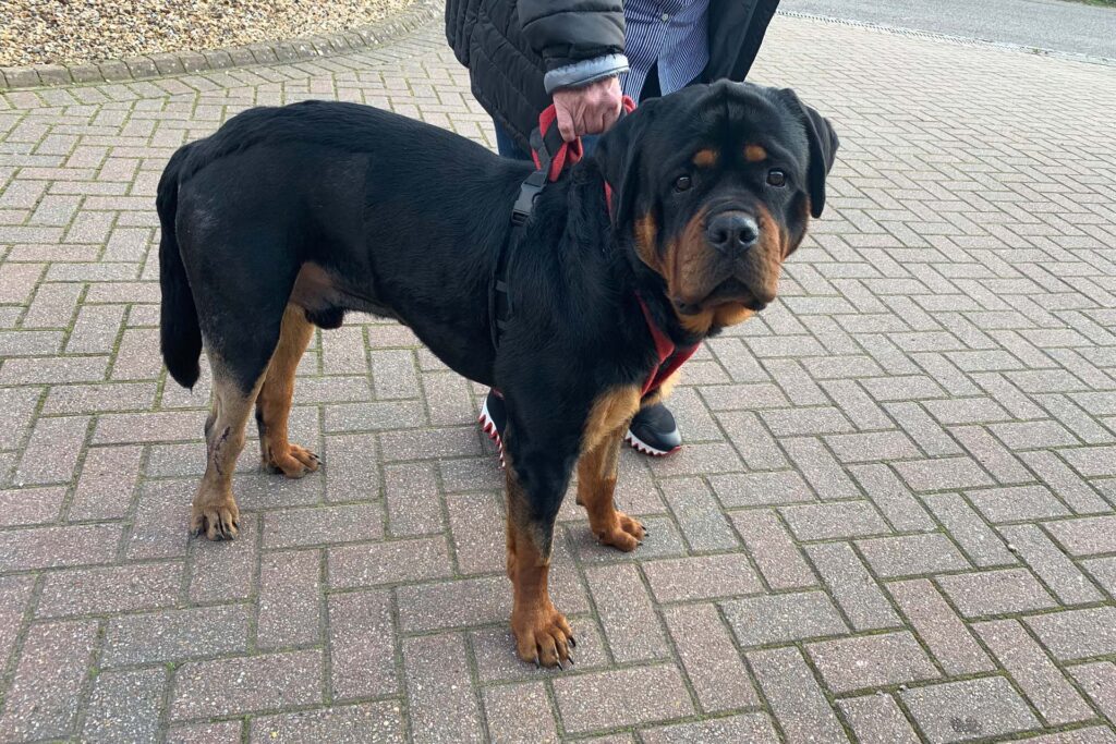 Rottweiler standing outside with owner a few weeks after ankle surgery