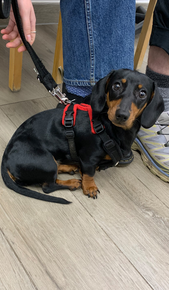 Dachshund patient on a lead sitting on the floor in a veterinary consultation room