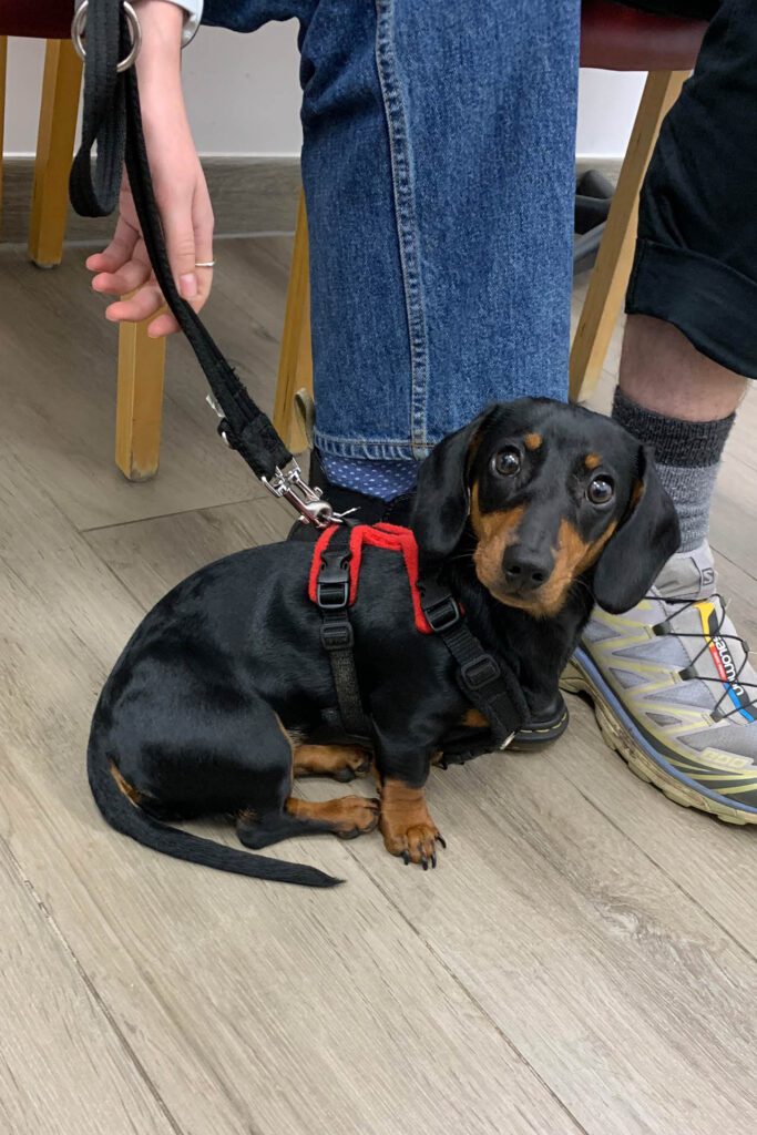 Dachshund patient on a lead sitting on the floor in a veterinary consultation room