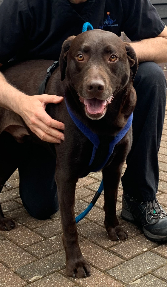 Chocolate Labrador