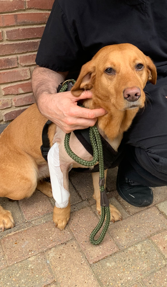 Fox red Labrador outside after elbow replacement surgery
