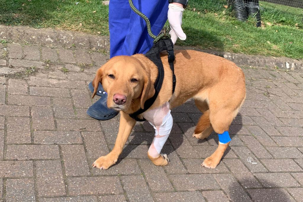 Fox red Labrador walking outside after elbow replacement surgery at Fitzpatrick Referrals