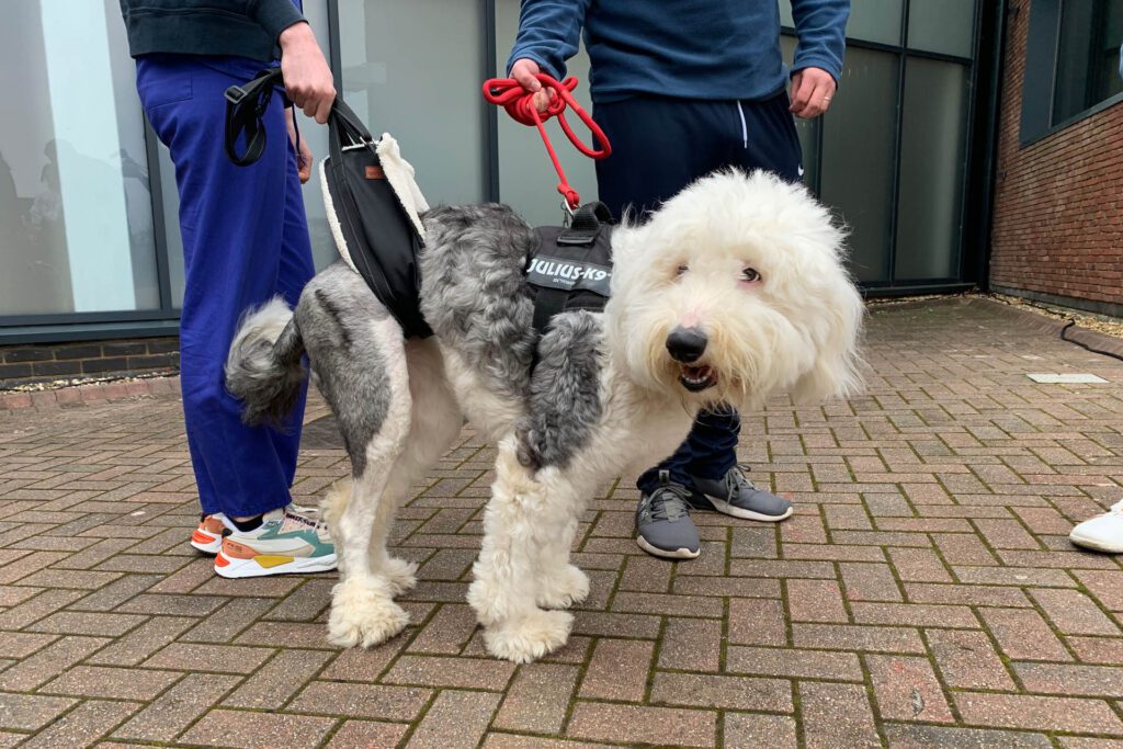 Old English Sheepdog being walked with a sling after surgery