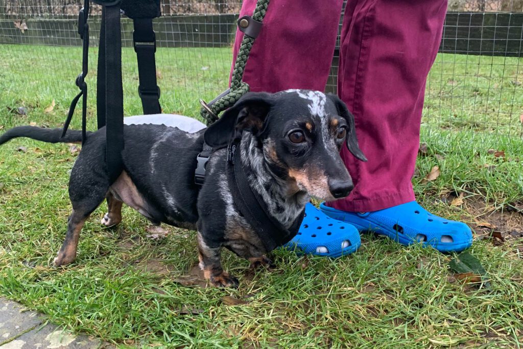 Dachshund walking outside after spinal surgery