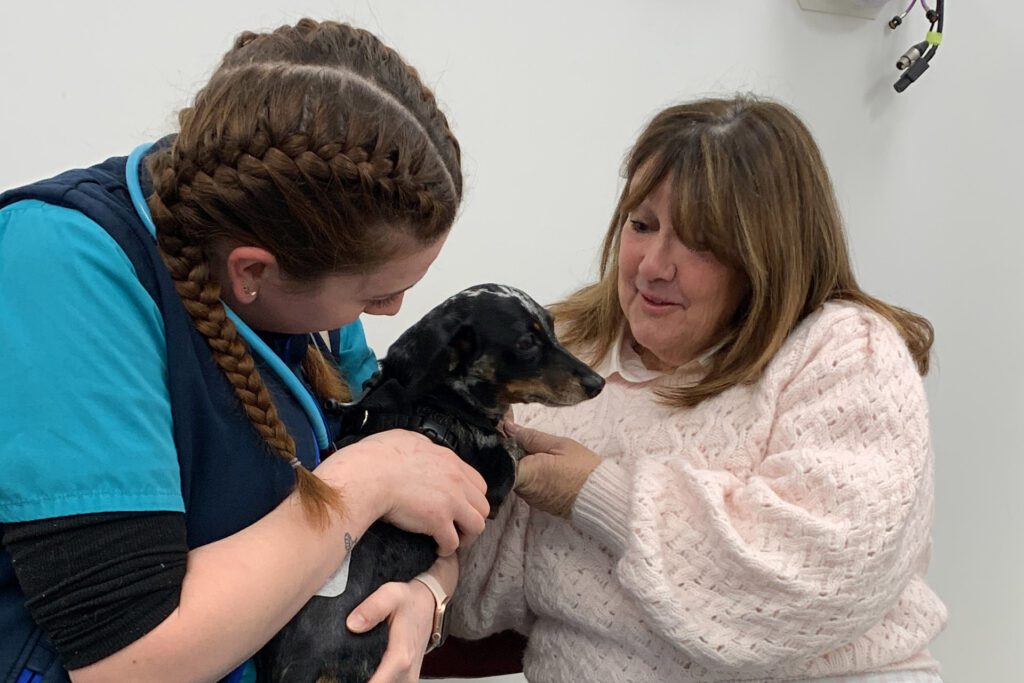 Dachshund being held by a veterinary nurse and reunited with his mum after surgery.