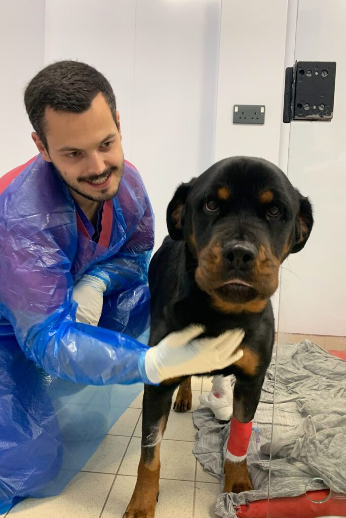 Rottweiler dog in his kennel at the vets with a male surgical intern patting his chest