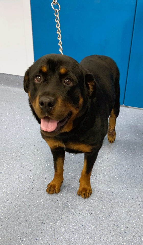 Rottweiler dog on a lead at the vets