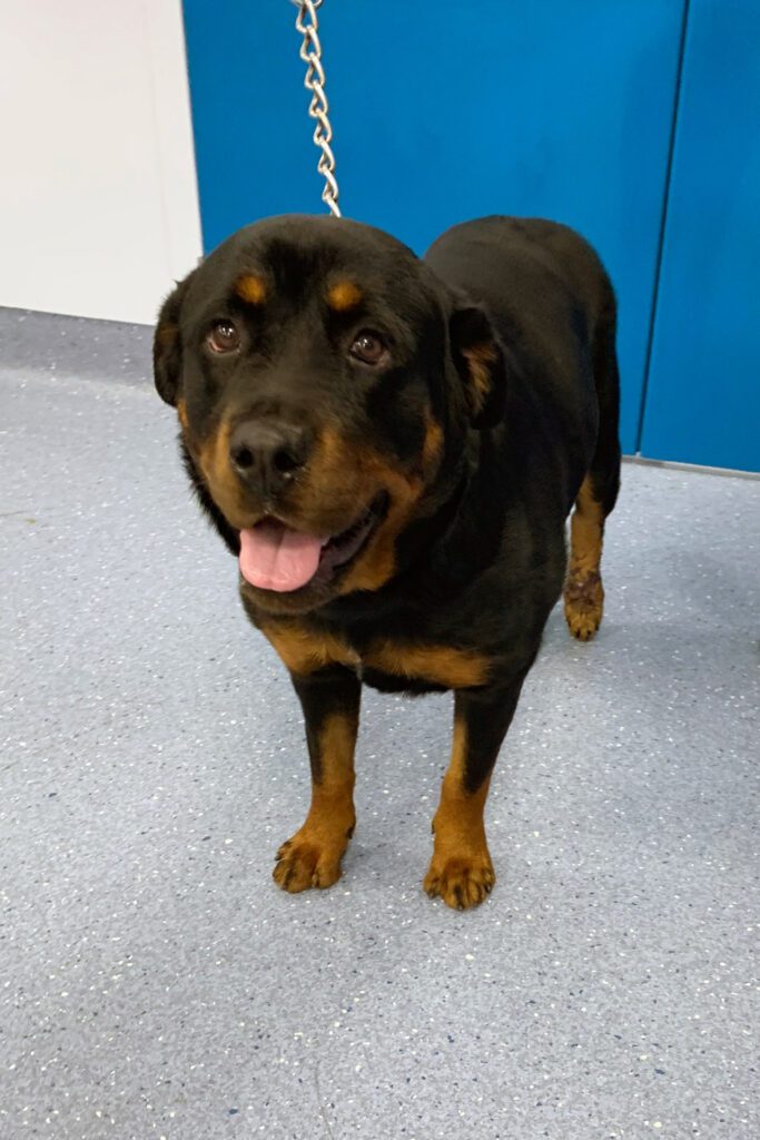 Rottweiler dog on a lead at the vets