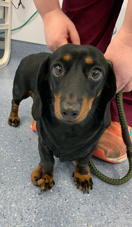 Miniature dachshund with ectrodactyly, a congenital deformity in her right paw