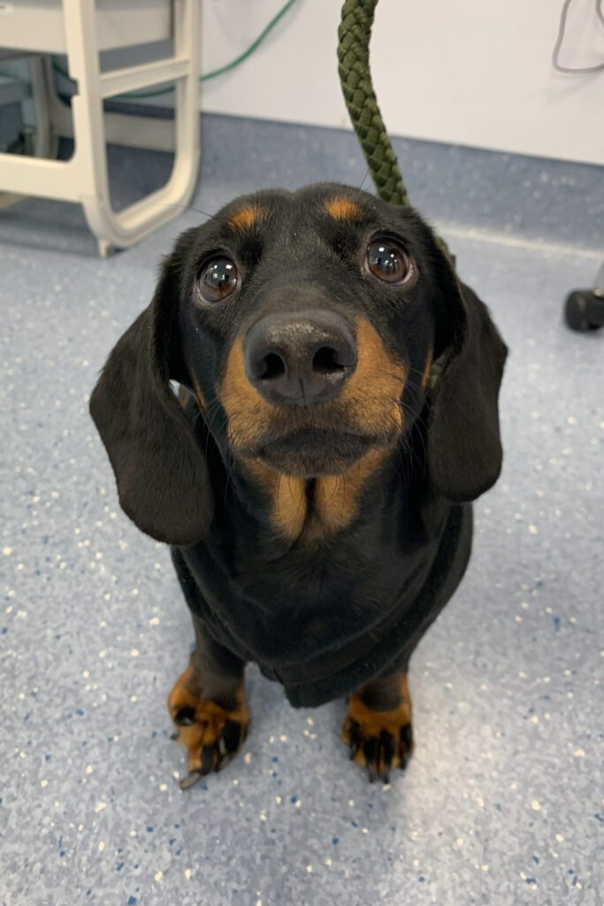 Miniature dachshund with ectrodactyly, a congenital deformity in her right paw