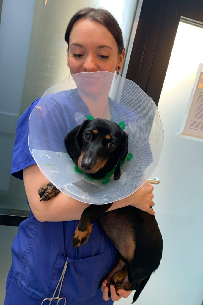 Miniature dachshund wearing a cone and being carried by vet after surgery