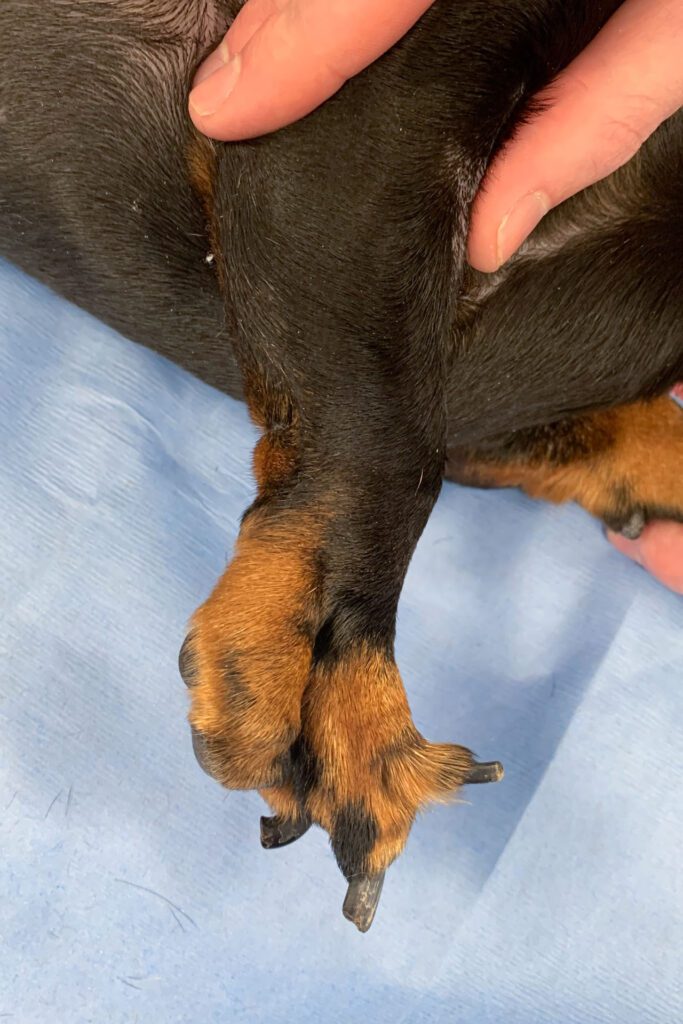 A miniature dachshund's split paw - a condition called ectrodactyly