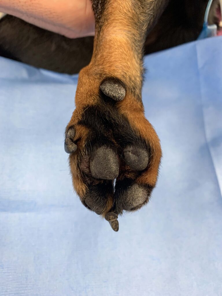 Miniature dachshund's paw after surgery to correct ectrodactyly