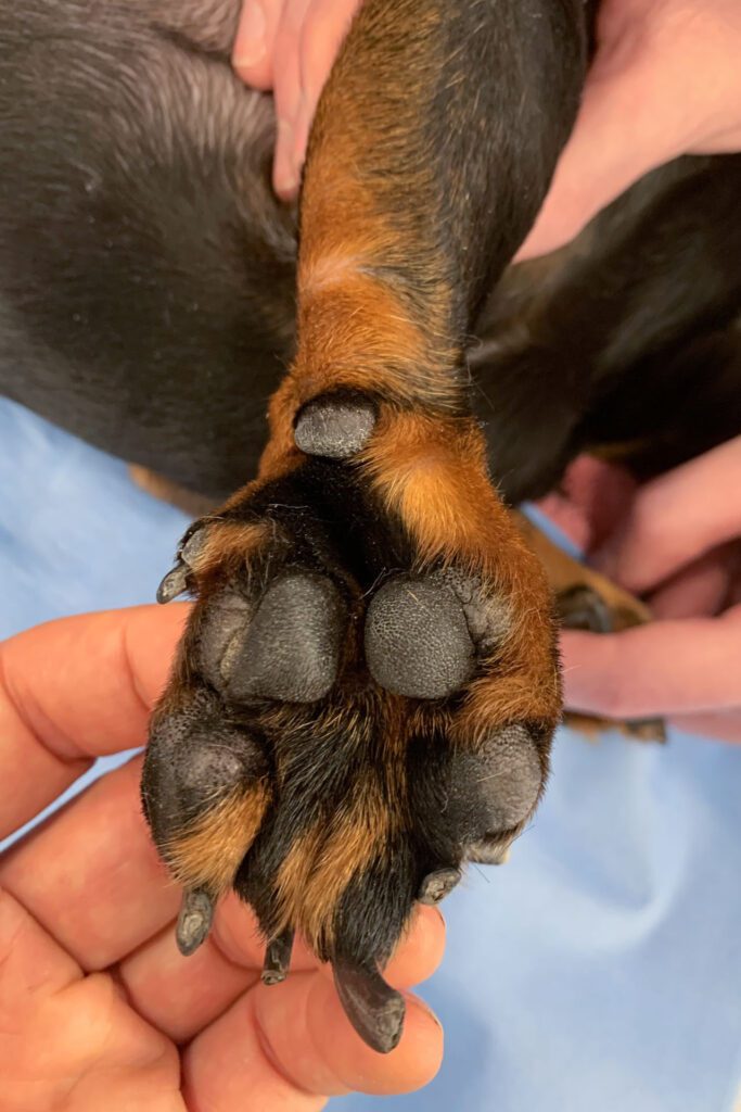 Miniature dachshund's deformed paw before surgery to correct ectrodactyly (split paw)