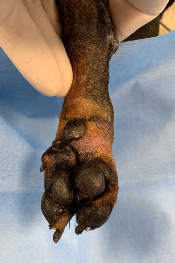 Miniature dachshund paw after surgery to correct ectrodactyly.