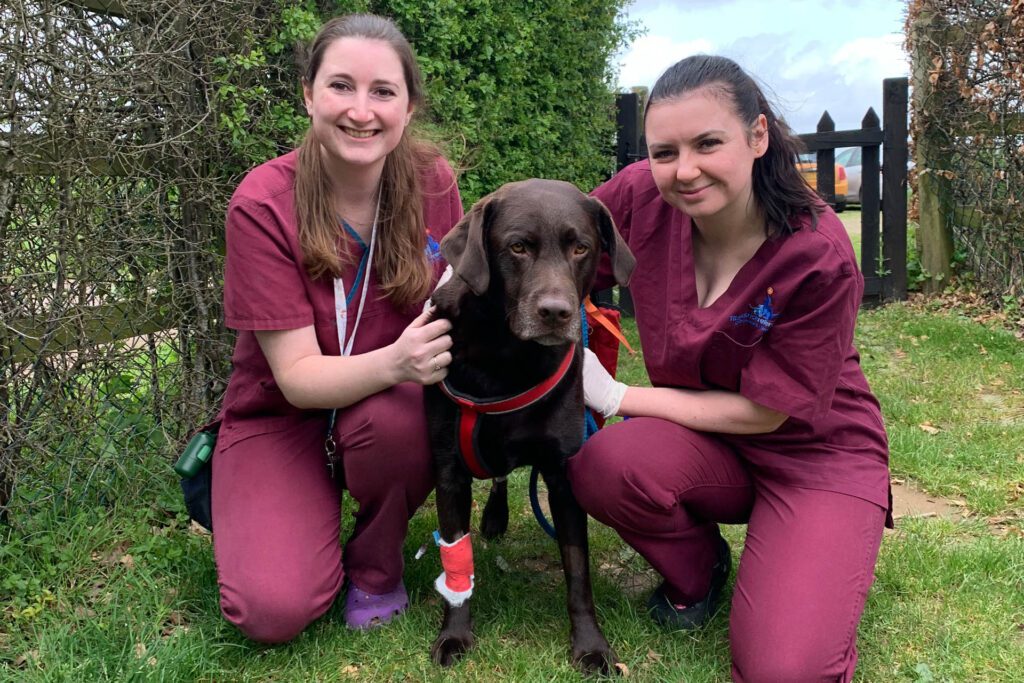 Chocolate Labrador patient standing outside on the grass after surgery supported by two veterinary care assistants