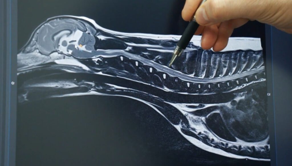 MRI image of a Jack Russell Terrier's spine