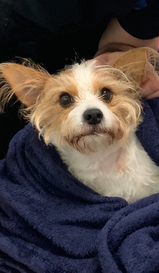 Jack Russell Terrier cross in a navy blanket