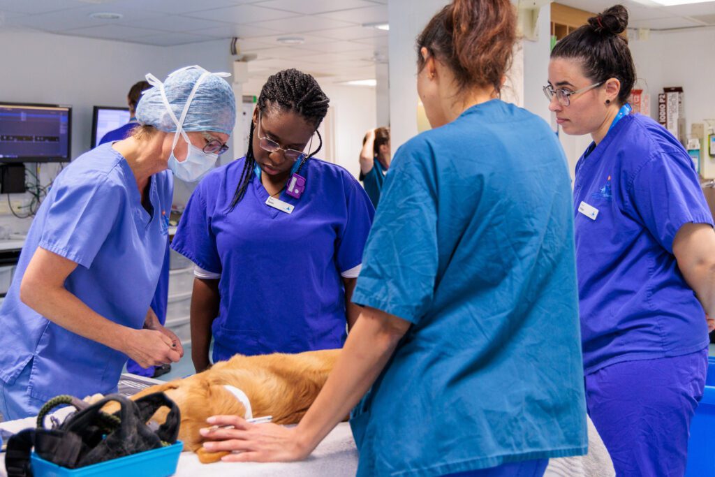 Veterinary professionals looking at a canine patient on a table in prep