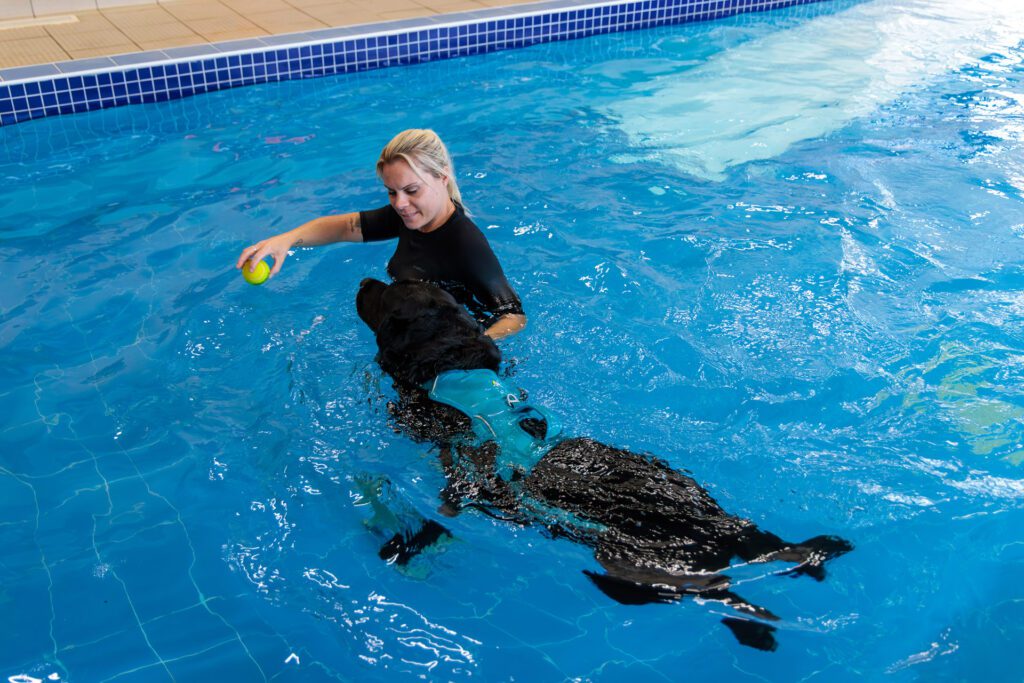 Black Labrador swimming in a pool with a hydrotherapist at Fitzpatrick Referrals