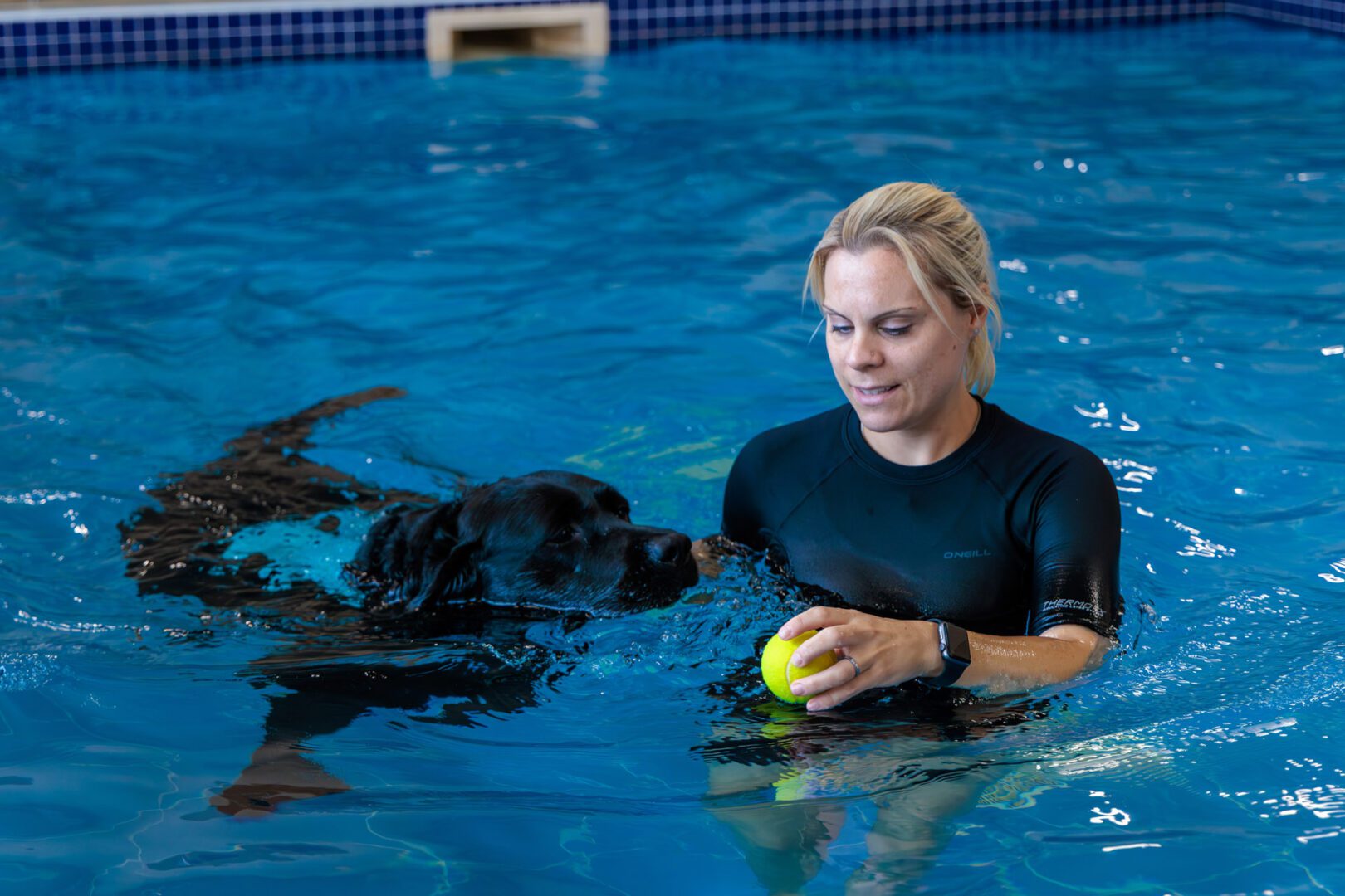 Black Labrador swimming in a pool with a hydrotherapist at Fitzpatrick Referrals