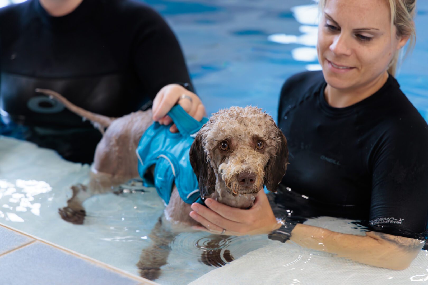 Small brown dog standing in a swimming pool with hydrotherapists at Fitzpatrick Referrals