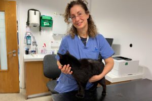 A black cat being held by a neurologist on a table in a veterinary consultation room at its recheck appointment