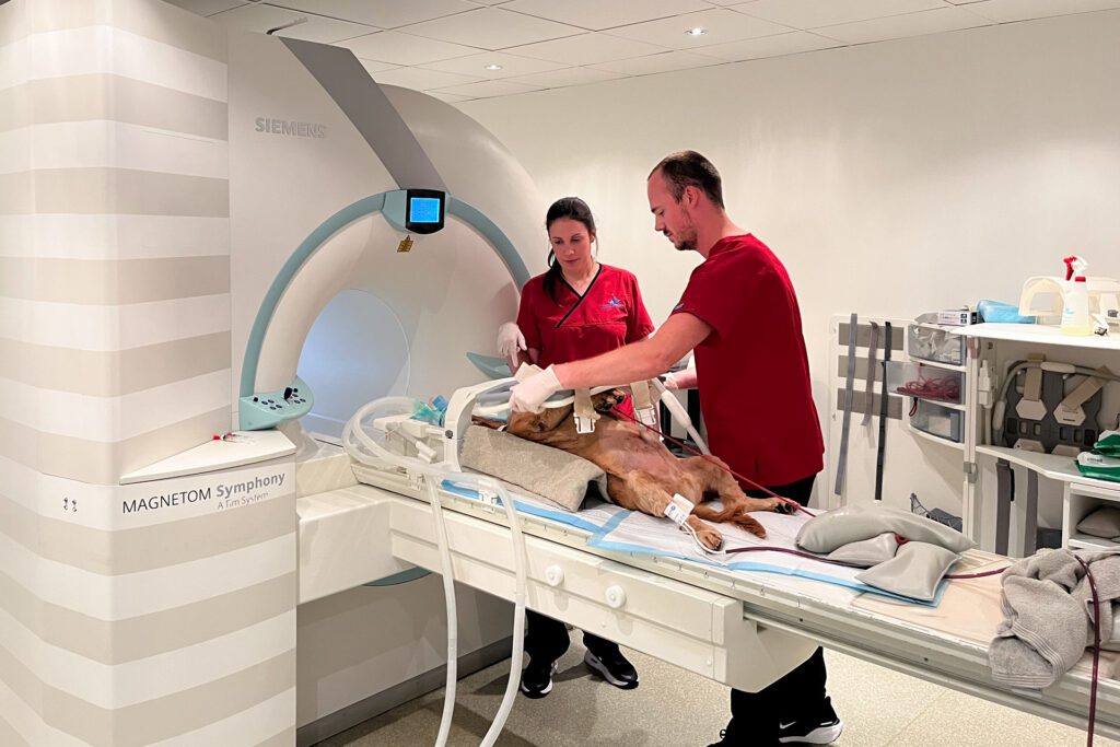 Two radiographers preparing a dog for an MRI scan at Fitzpatrick Referrals