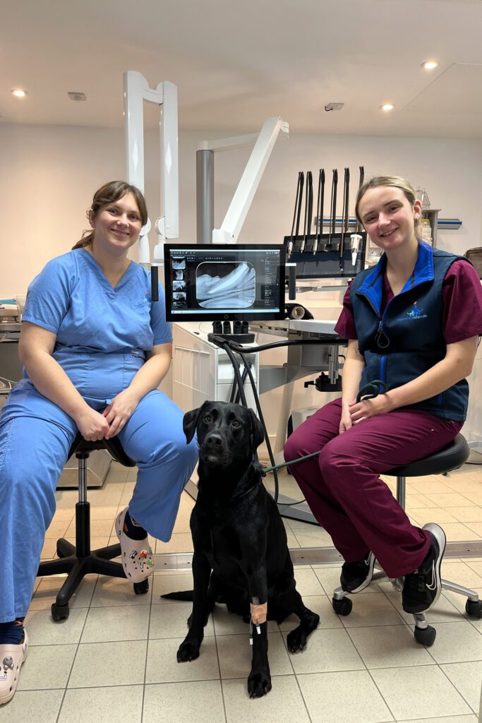 Black Labrador dog sitting in the specialist veterinary dental suite after root canal treatment