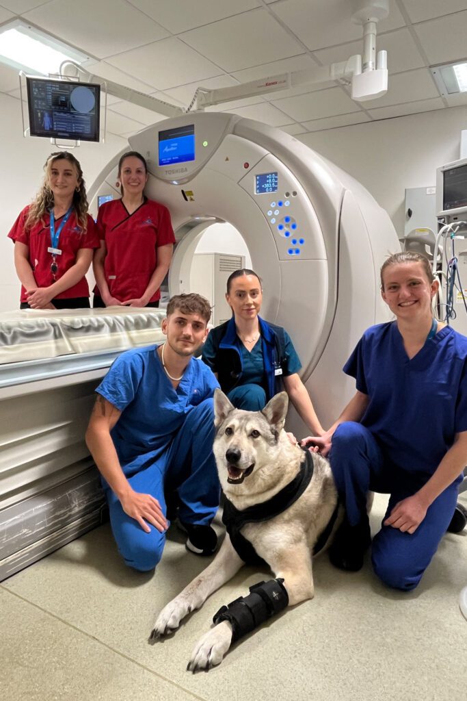Wolfhound dog sitting in a vet hospital CT scanner room with radiographers, vets and a nurse.