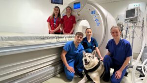 Wolfhound dog sitting in a vet hospital CT scanner room with radiographers, vets and a nurse.