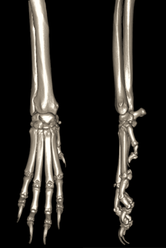 3D CT reconstruction of a dog's right carpus in the cranial caudal and sagittal plane.