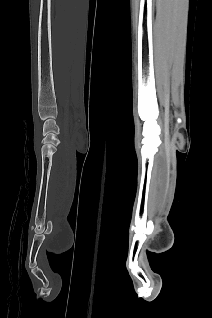 Sagittal CT slice of a dog's right carpus using bone and soft tissue filters.