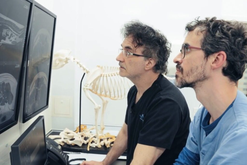 Two specialist vets looking at a computer screen of a dog's MRI scan.