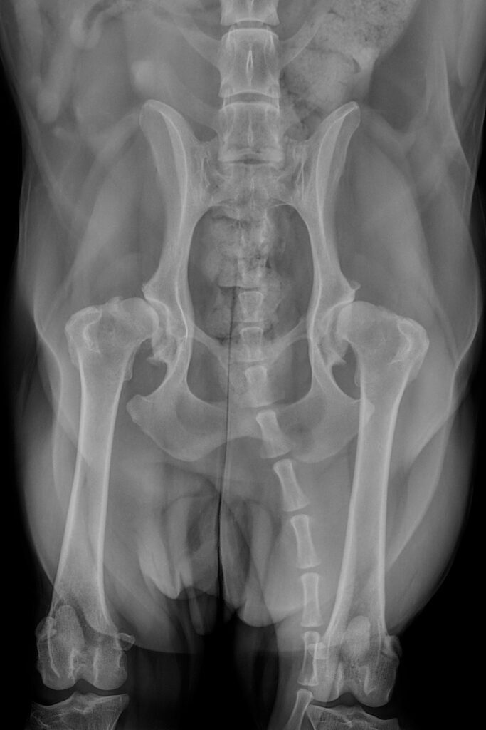 pre-operative ventrodorsal extended hip radiograph, showing hip dysplasia in a spaniel dog