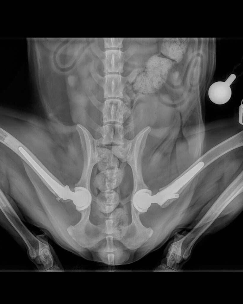 post-operative ventrodorsal 'frog legs' hip radiograph of a spaniel dog