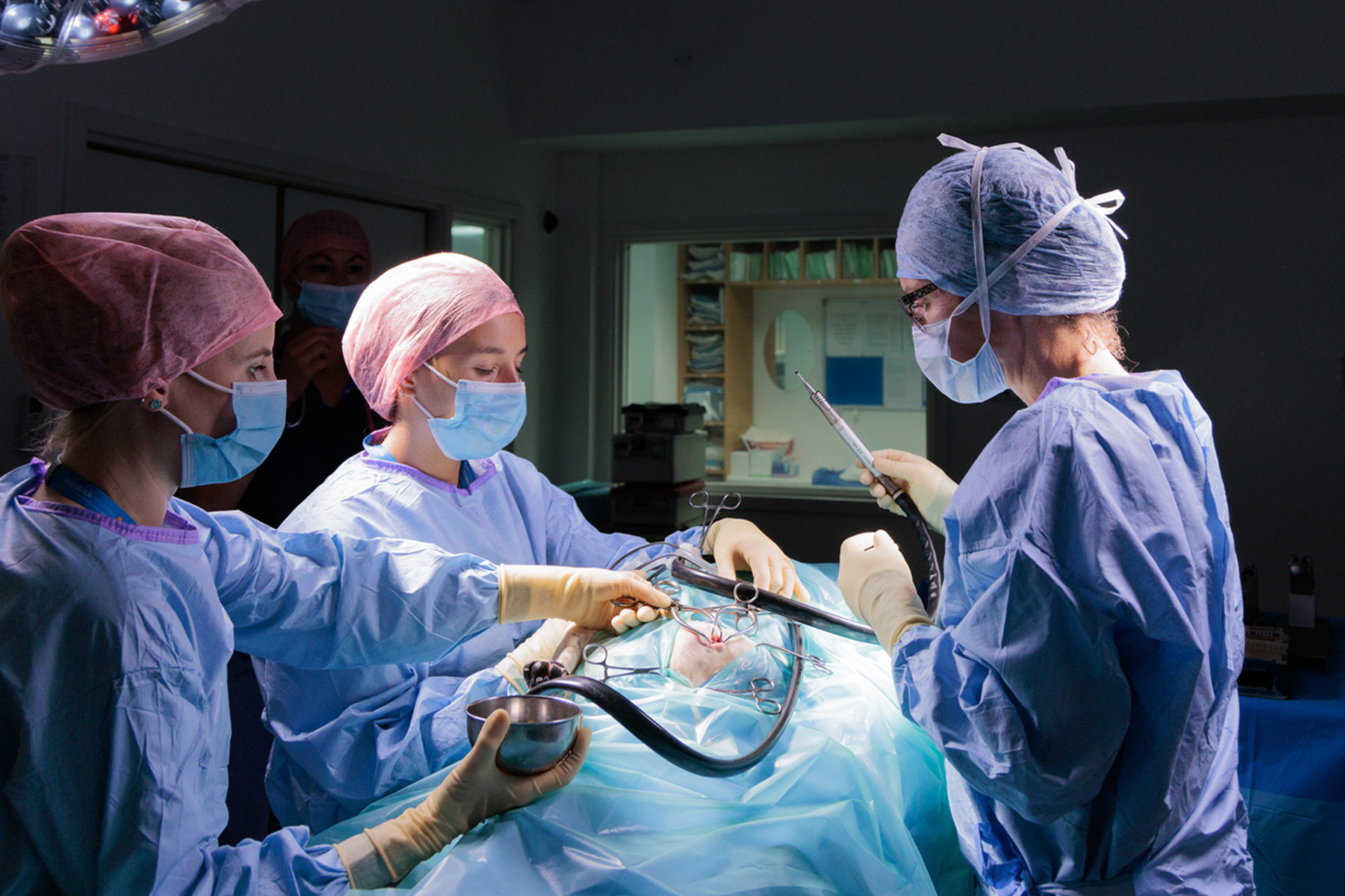 Three female veterinary surgeons in theatre