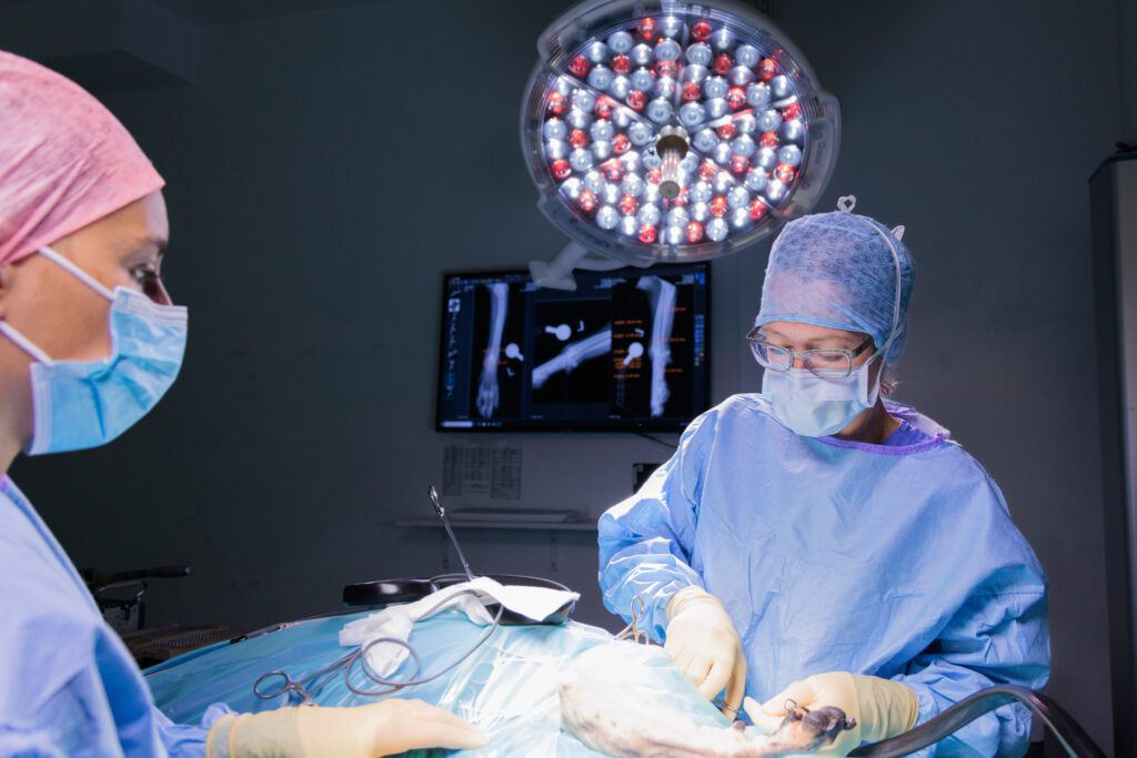 veterinary surgeon in theatre with dog's radiograph in the background