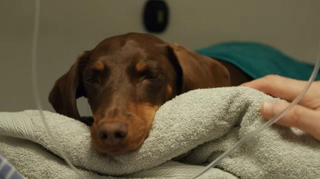 Dachshund asleep on a green towel in a vet hospital kennel