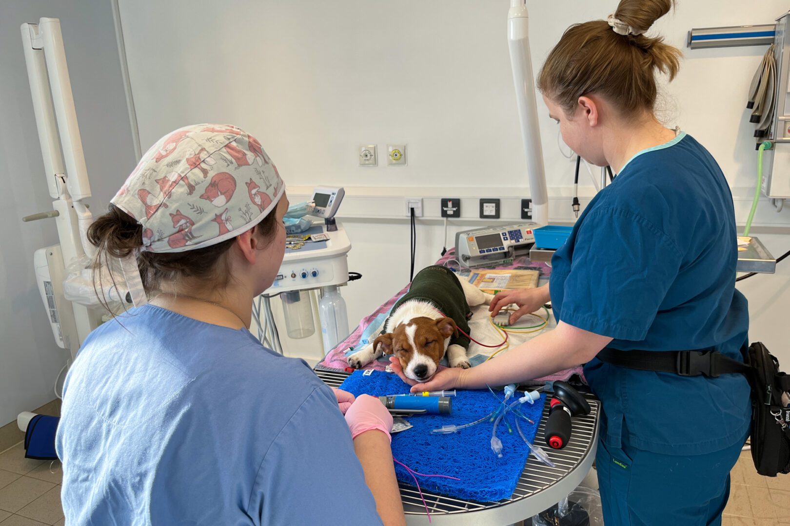 Jack Russell Terrier puppy laying on a table with a dental surgeon and dental nurse