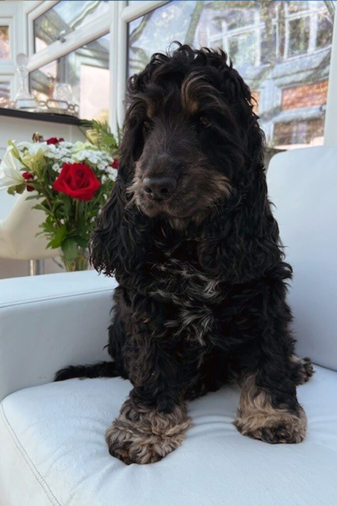 Black and tan cocker spaniel sitting on a white chair