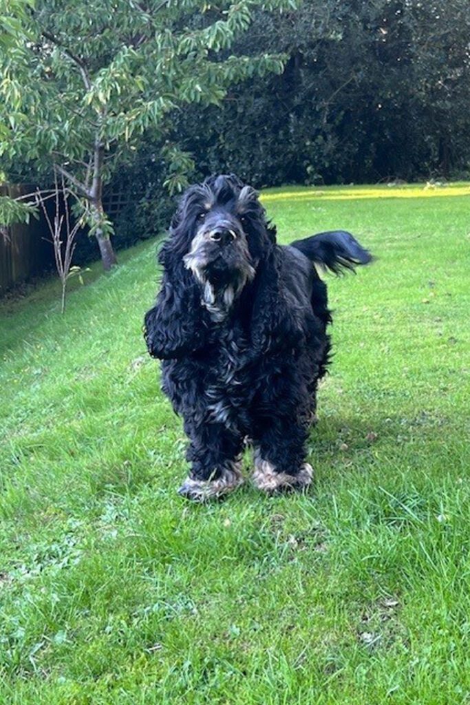 Black and tan cocker spaniel standing on the grass