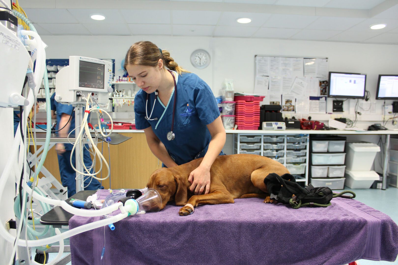 Registered Veterinary Nurse with sedated dog on a table at the vets