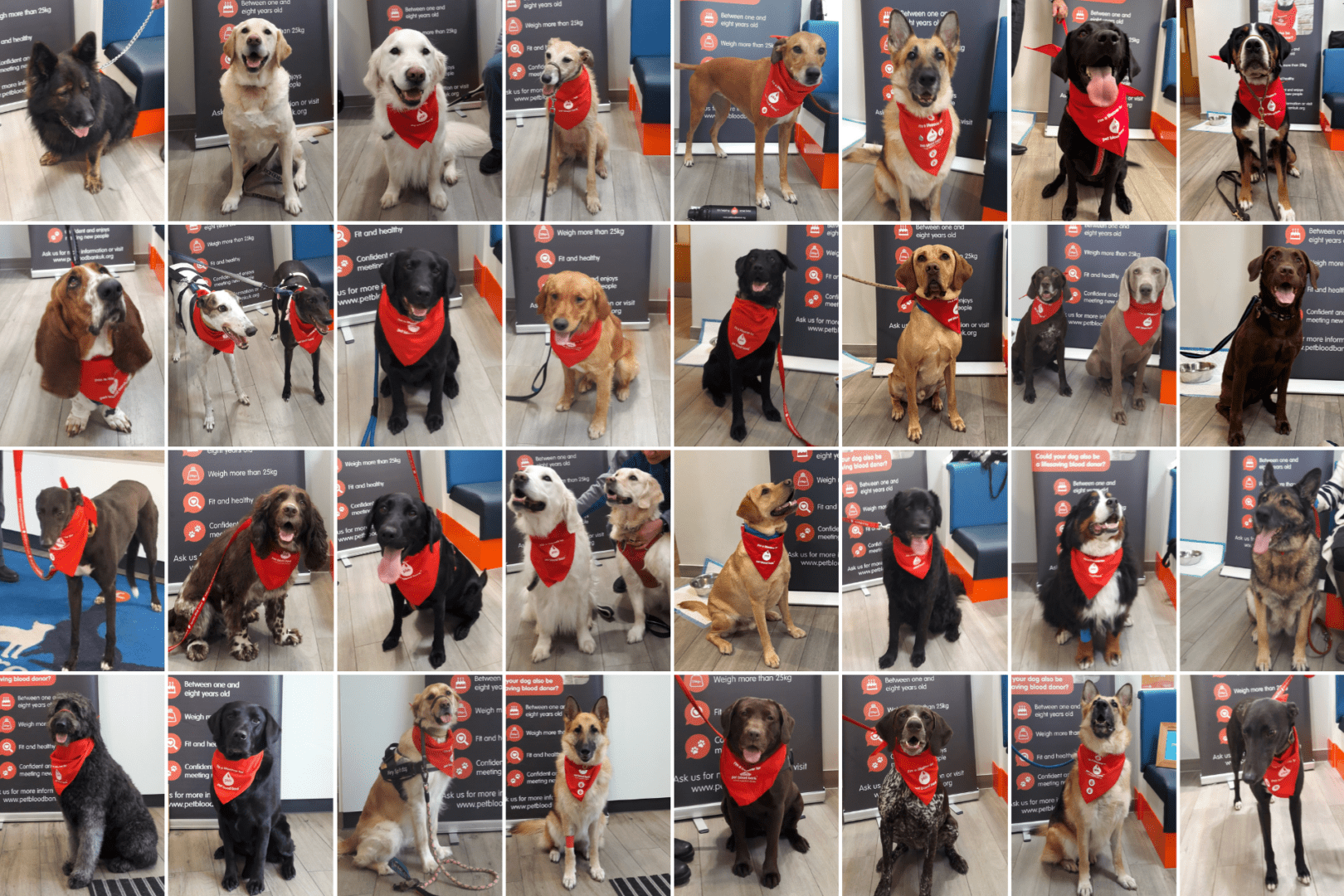 Dogs wearing red bandanas for donating blood